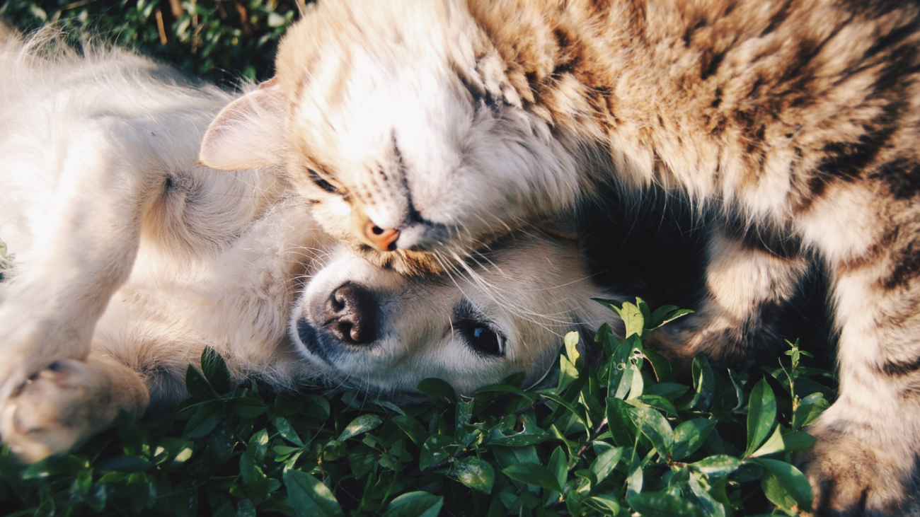 Ganhando lambidas e dinheiro_ Descubra o mundo lucrativo do mercado pet para cães e gatos!