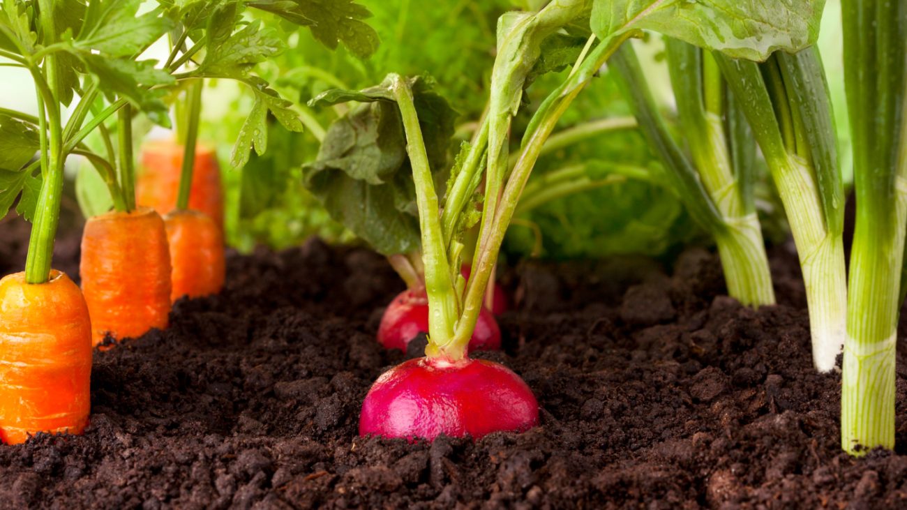 Como Manter Hortas Caseiras e Vender Vegetais Guia Completo