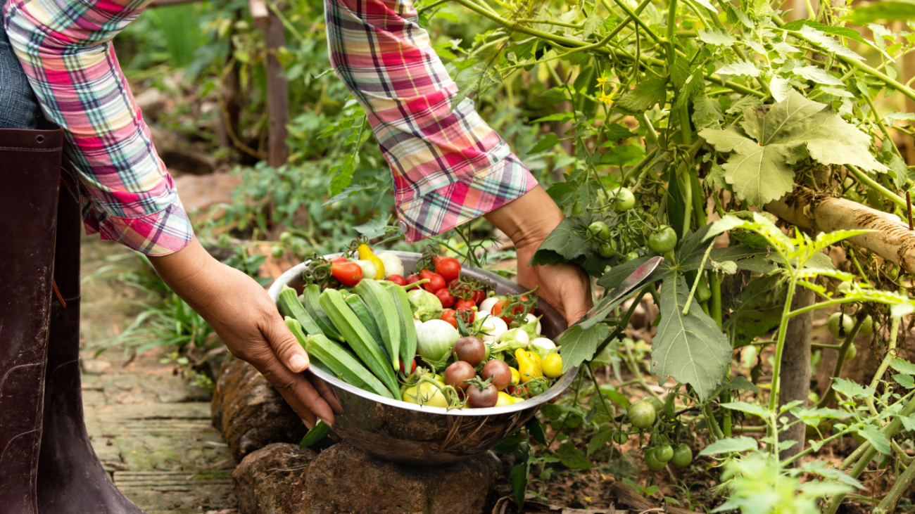 Como Vender Frutas e Vegetais Orgânicos Guia Completo