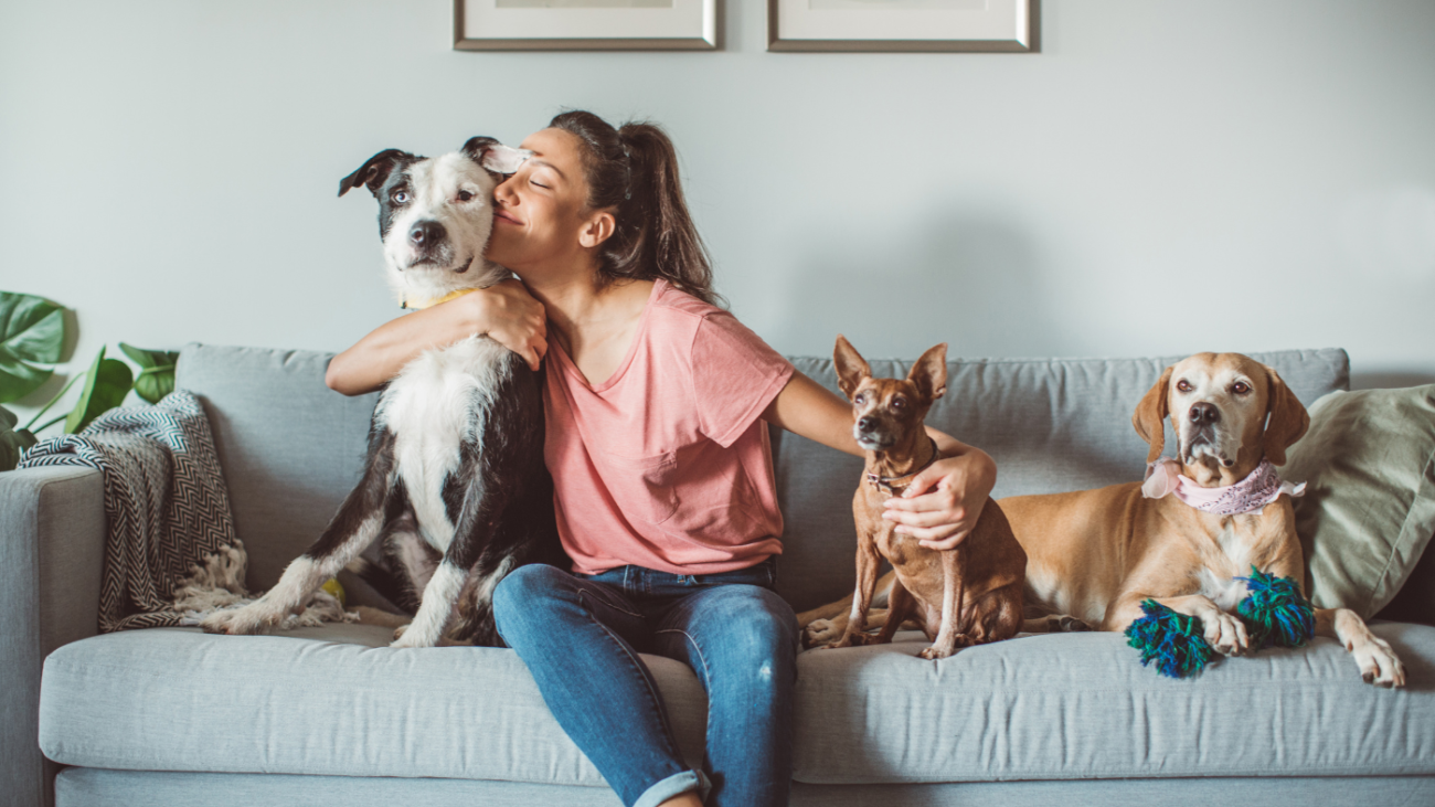Cuidar de Pets Como Começar no Ramo de Pet Sitter