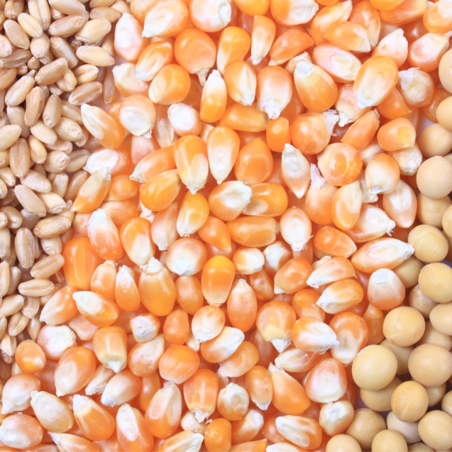 Oportunidades de Lucro em Tempos de Alta: Explorando o Mercado da Soja