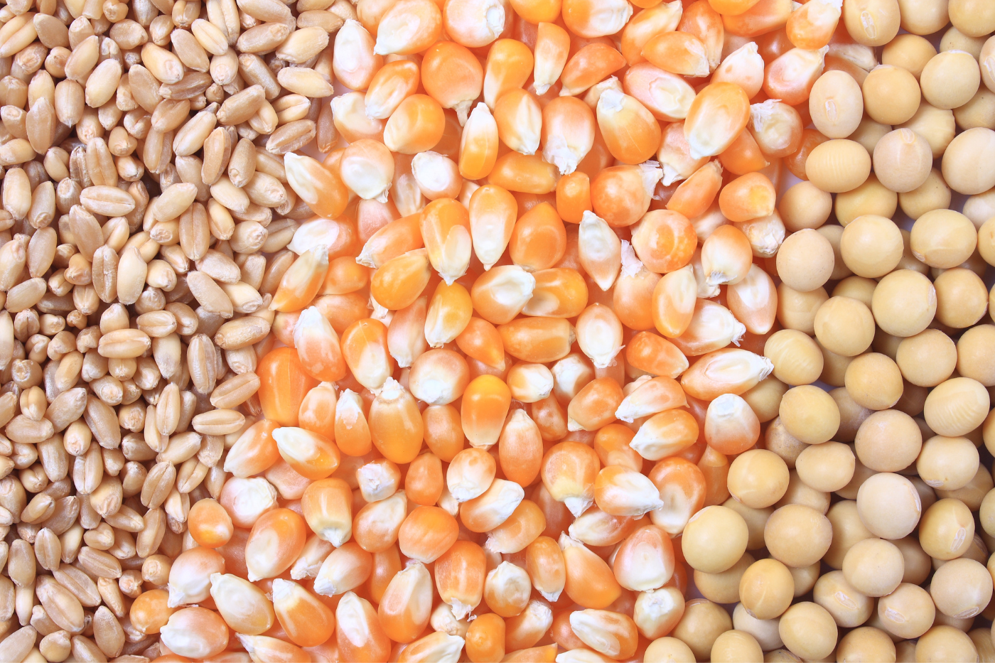 Oportunidades de Lucro em Tempos de Alta: Explorando o Mercado da Soja